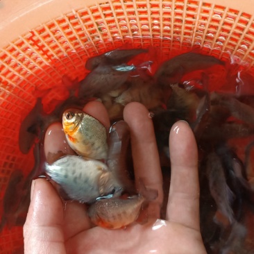 白鲳鱼苗，品种优良，生长速度快。抗病力强，产地直销