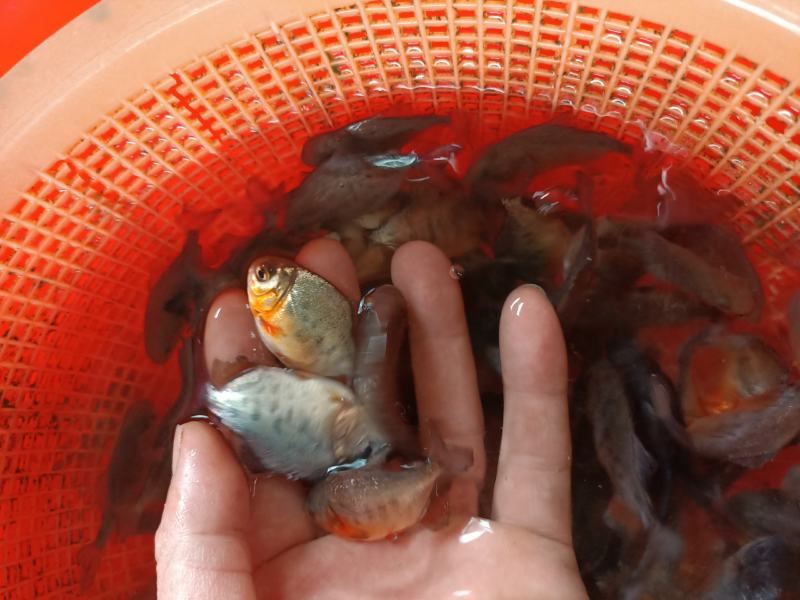 白鲳鱼苗，品种优良，生长速度快。抗病力强，产地直销