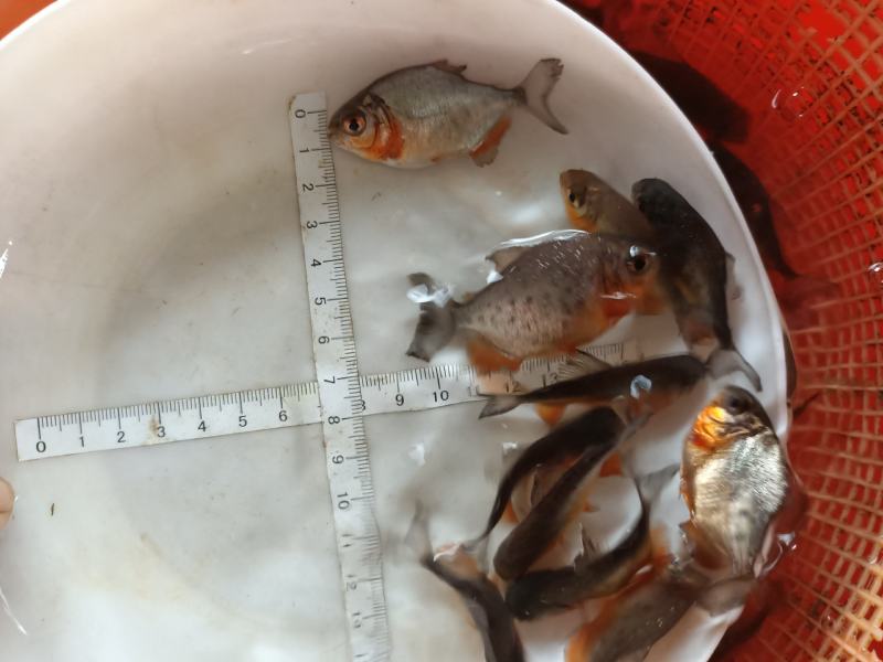 白鲳鱼苗，品种优良，生长速度快。抗病力强，产地直销