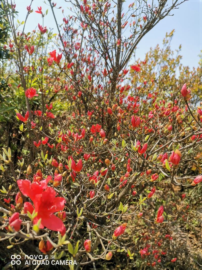 映山红杜鹃花小老桩盆景花色国旗红