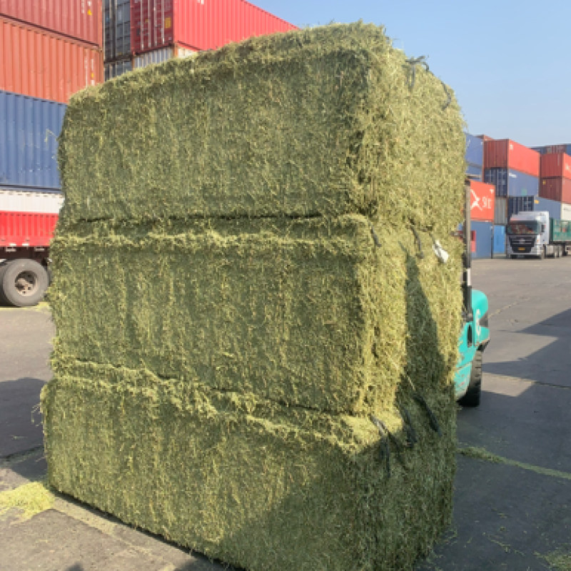 进口西班牙苜蓿草，蛋白18，RFV165。