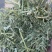 进口西班牙苜蓿草，蛋白18，RFV165。