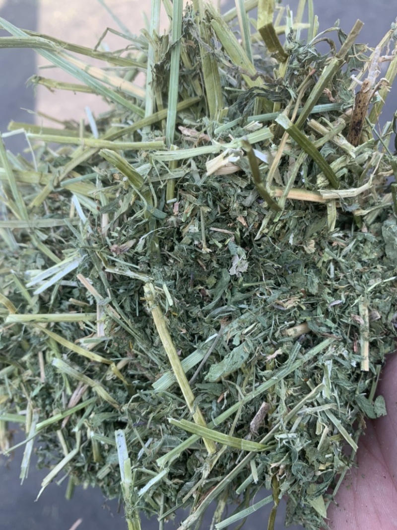 进口西班牙苜蓿草，蛋白18，RFV165。