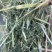 进口西班牙苜蓿草，蛋白18，RFV165。