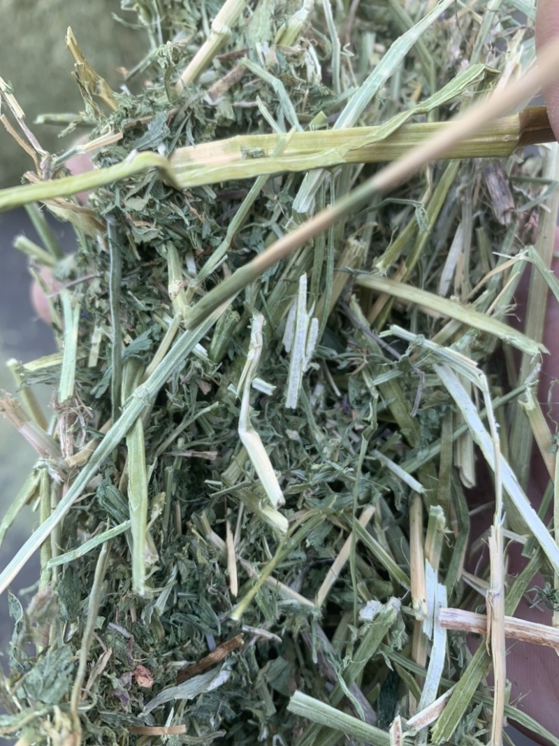 进口西班牙苜蓿草，蛋白18，RFV165。
