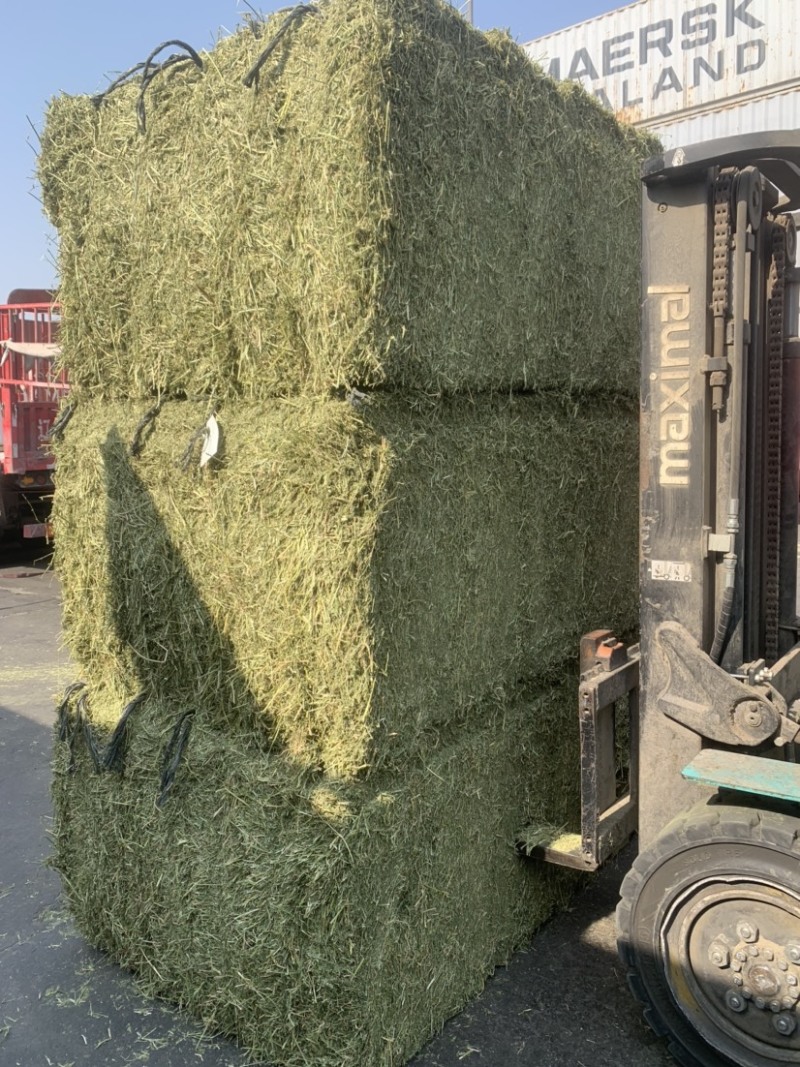 进口西班牙苜蓿草，蛋白18，RFV165。