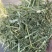 进口西班牙苜蓿草，蛋白18，RFV165。
