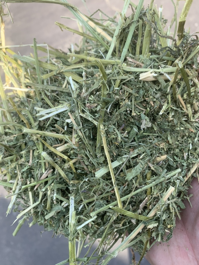 进口西班牙苜蓿草，蛋白18，RFV165。