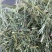 进口西班牙苜蓿草，蛋白18，RFV165。