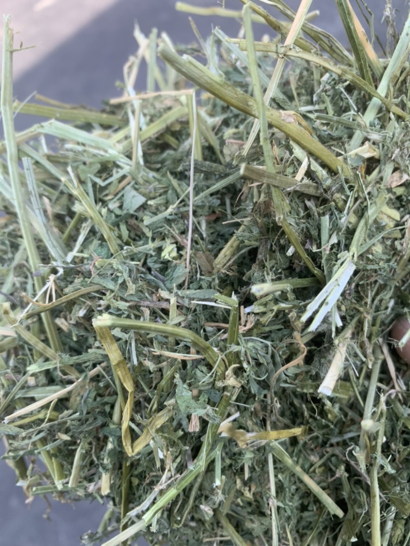 进口西班牙苜蓿草，蛋白18，RFV165。