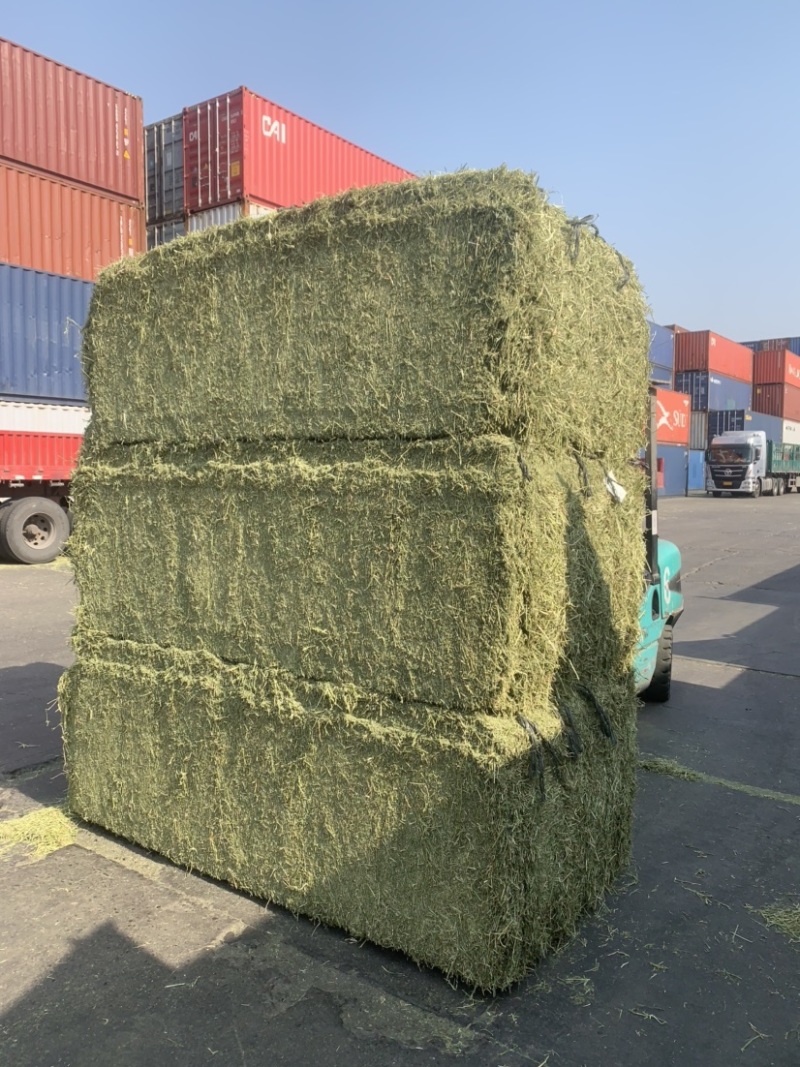 进口西班牙苜蓿草，蛋白18，RFV165。