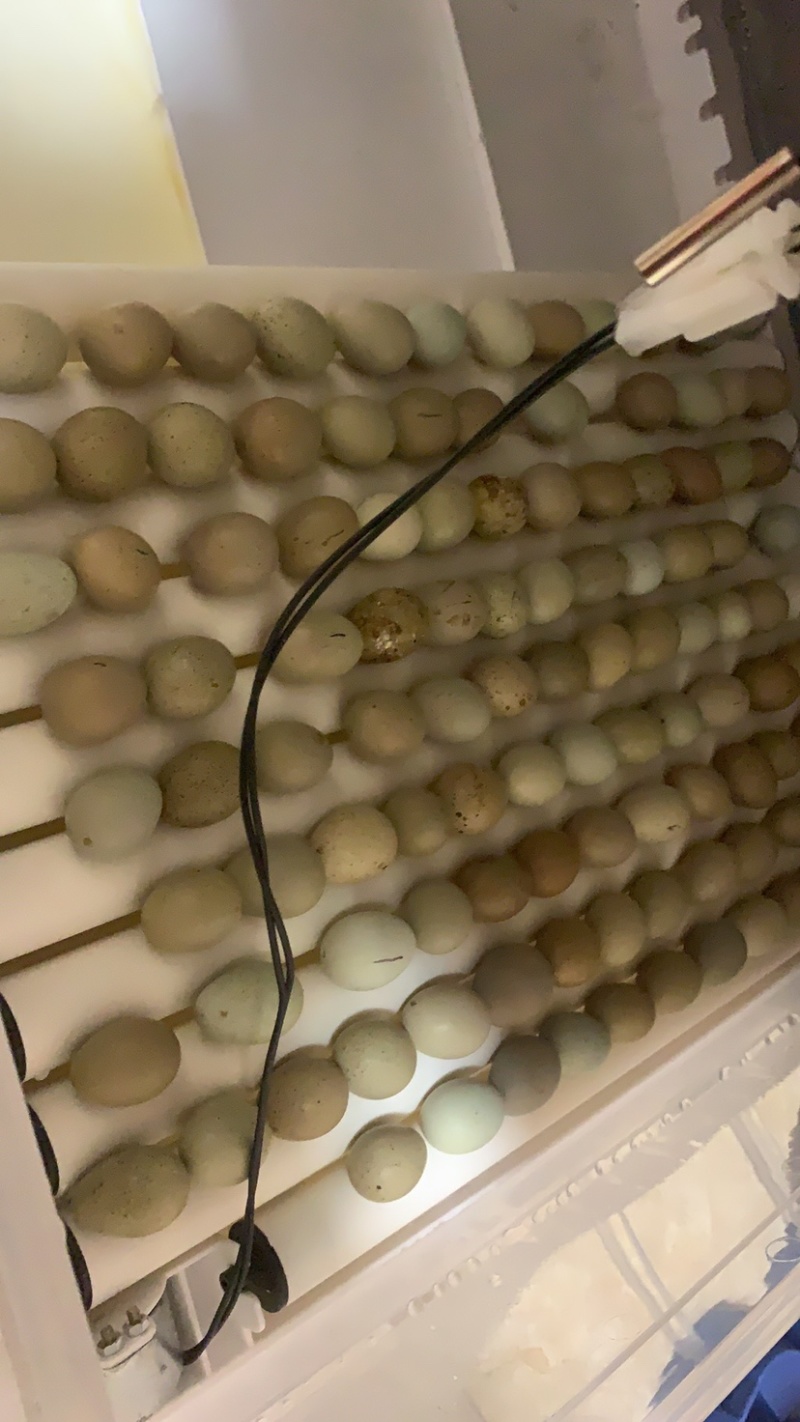 芦丁鸡种蛋德系变异蛋芦丁鸡蛋芦丁鸡受精蛋