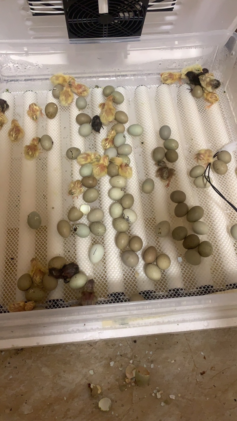芦丁鸡种蛋德系变异蛋芦丁鸡蛋芦丁鸡受精蛋