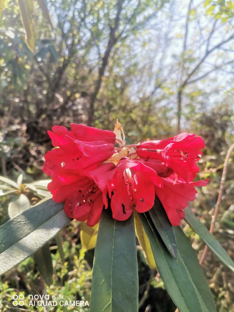 马樱花盆景地景花色国旗红