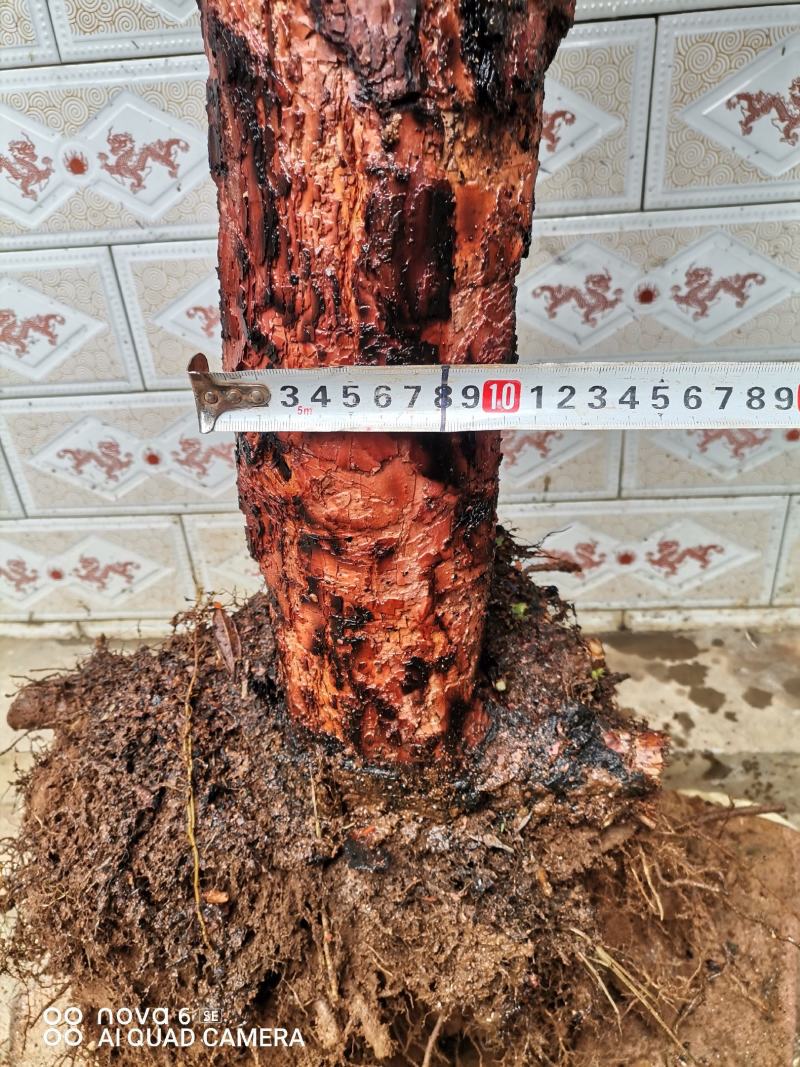 马樱花盆景地景花色国旗红