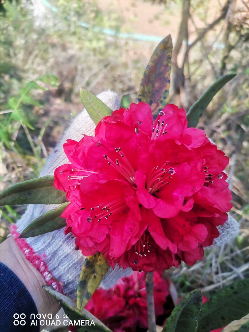 马樱花盆景地景花色国旗红