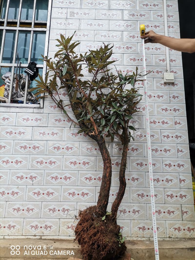 马樱花盆景地景花色国旗红