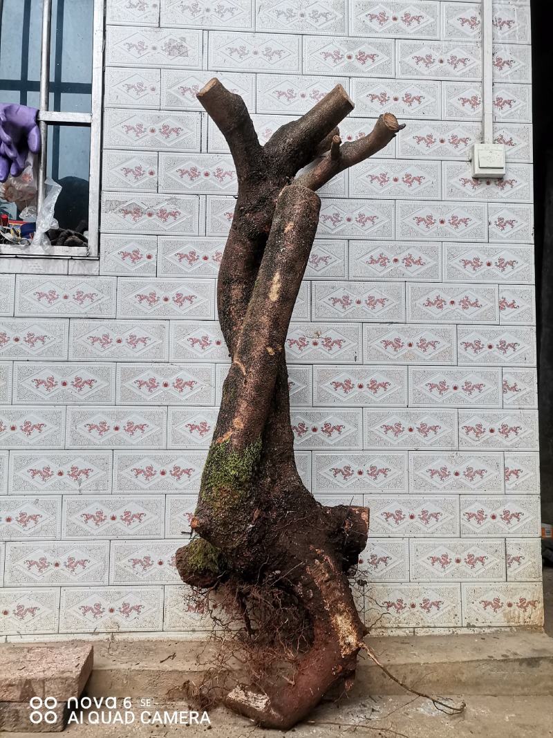 鸡树果山荔枝树老桩盆景