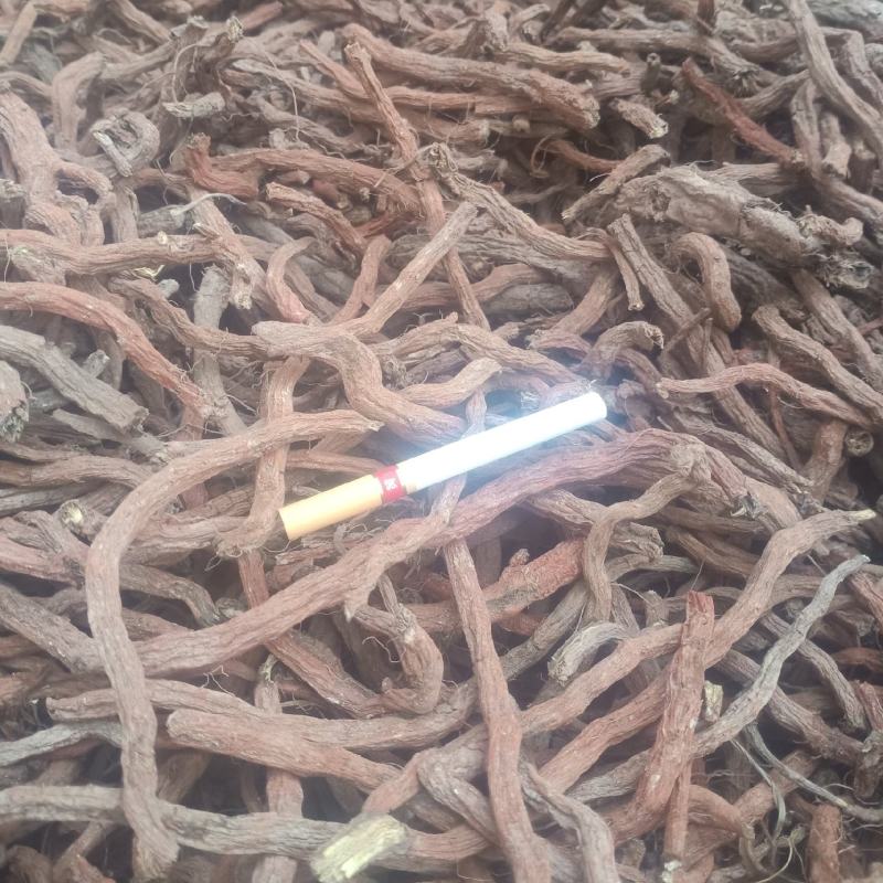 丹参