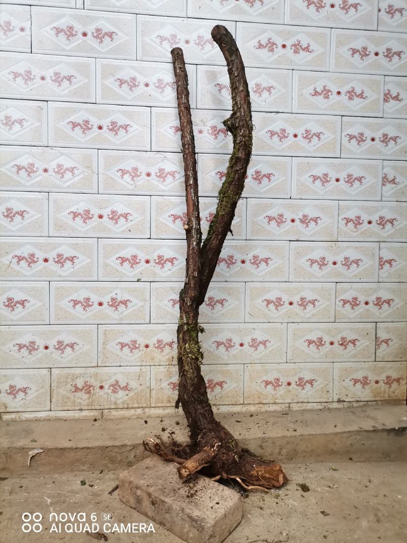 红刺藤山木香嫁接月季花