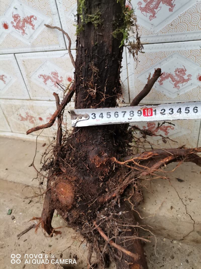 红刺藤山木香嫁接月季花