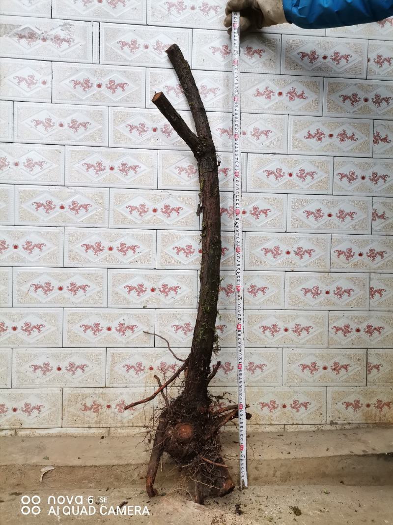 红刺藤山木香嫁接月季花