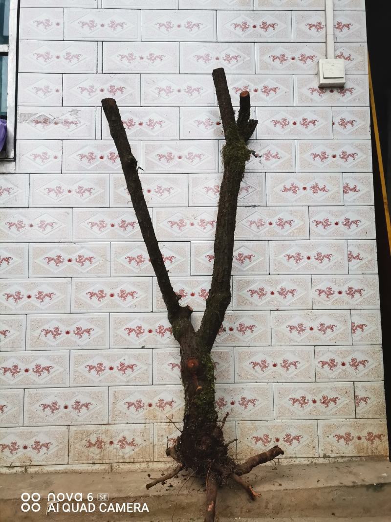 红刺藤山木香嫁接月季花