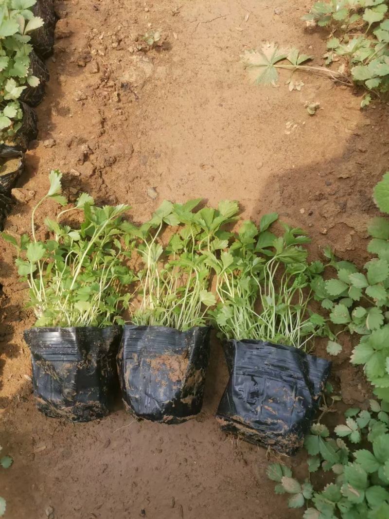 蛇莓花优质蛇莓苗基地直发欢迎实地看货