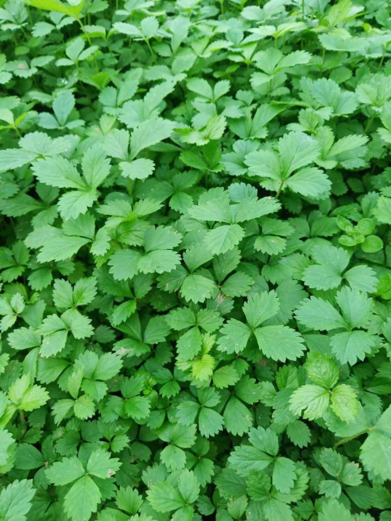 蛇莓花优质蛇莓苗基地直发欢迎实地看货