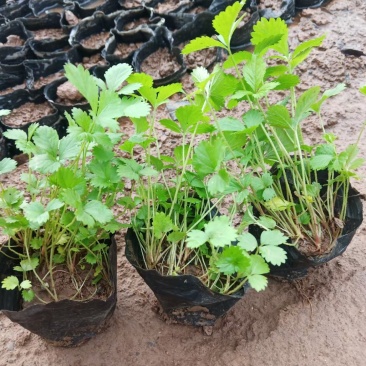 蛇莓花优质蛇莓苗基地直发欢迎实地看货