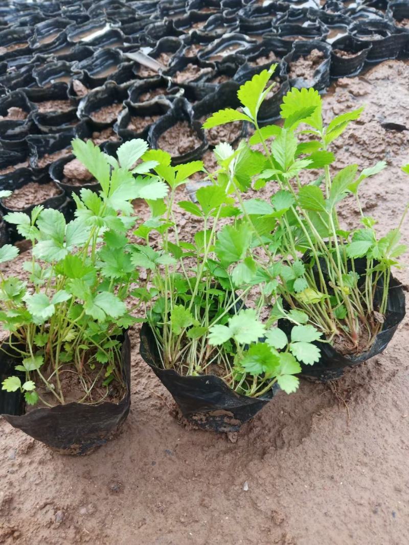 蛇莓花优质蛇莓苗基地直发欢迎实地看货