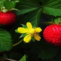 蛇莓花优质蛇莓苗基地直发欢迎实地看货