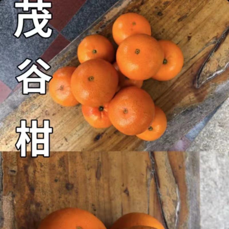 茂谷相