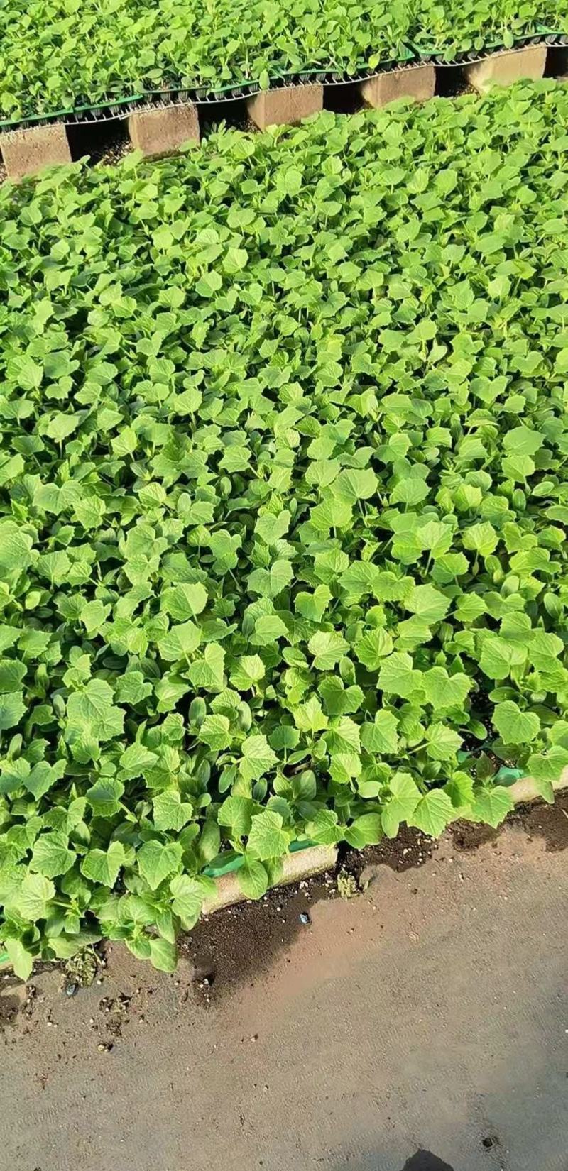 嫁接旱黄各种大棚蔬菜苗支持预订主打质量颗颗精品