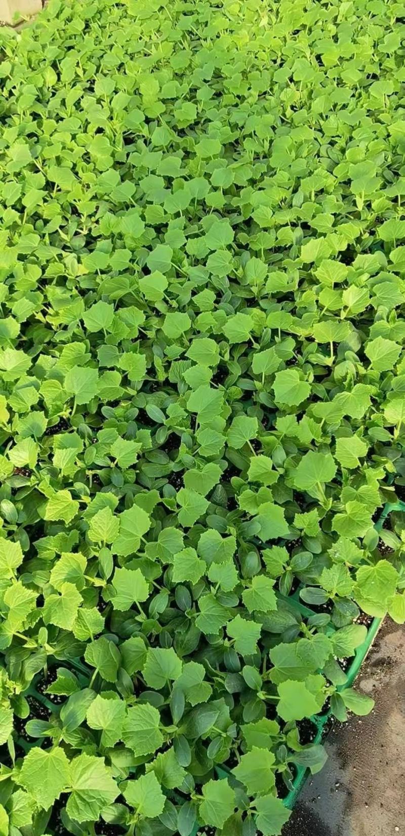嫁接旱黄各种大棚蔬菜苗支持预订主打质量颗颗精品