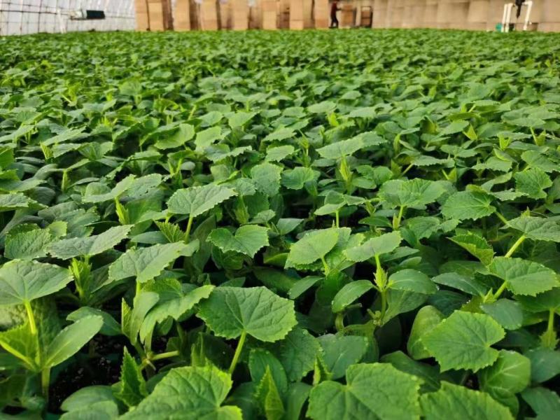 嫁接旱黄各种大棚蔬菜苗支持预订主打质量颗颗精品