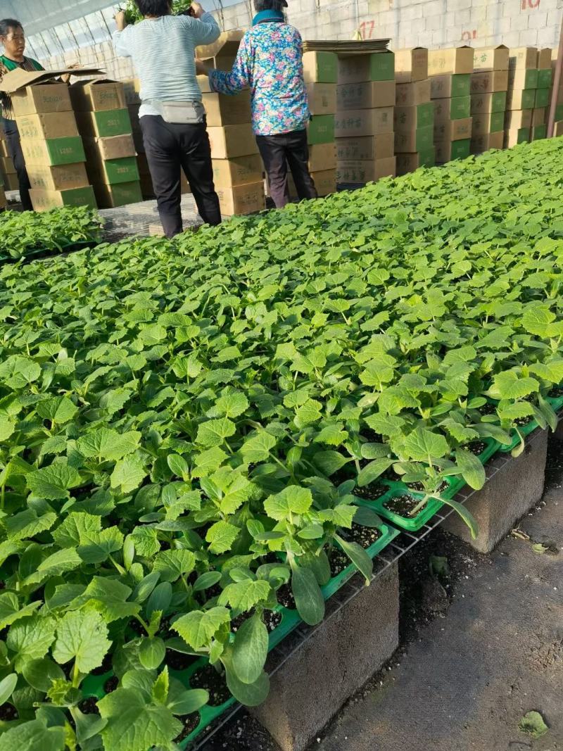 嫁接旱黄各种大棚蔬菜苗支持预订主打质量颗颗精品
