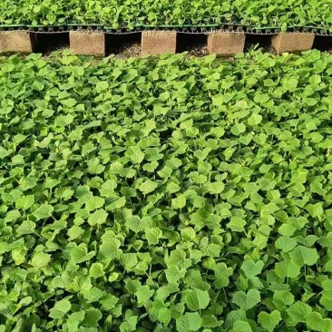 嫁接旱黄各种大棚蔬菜苗支持预订主打质量颗颗精品