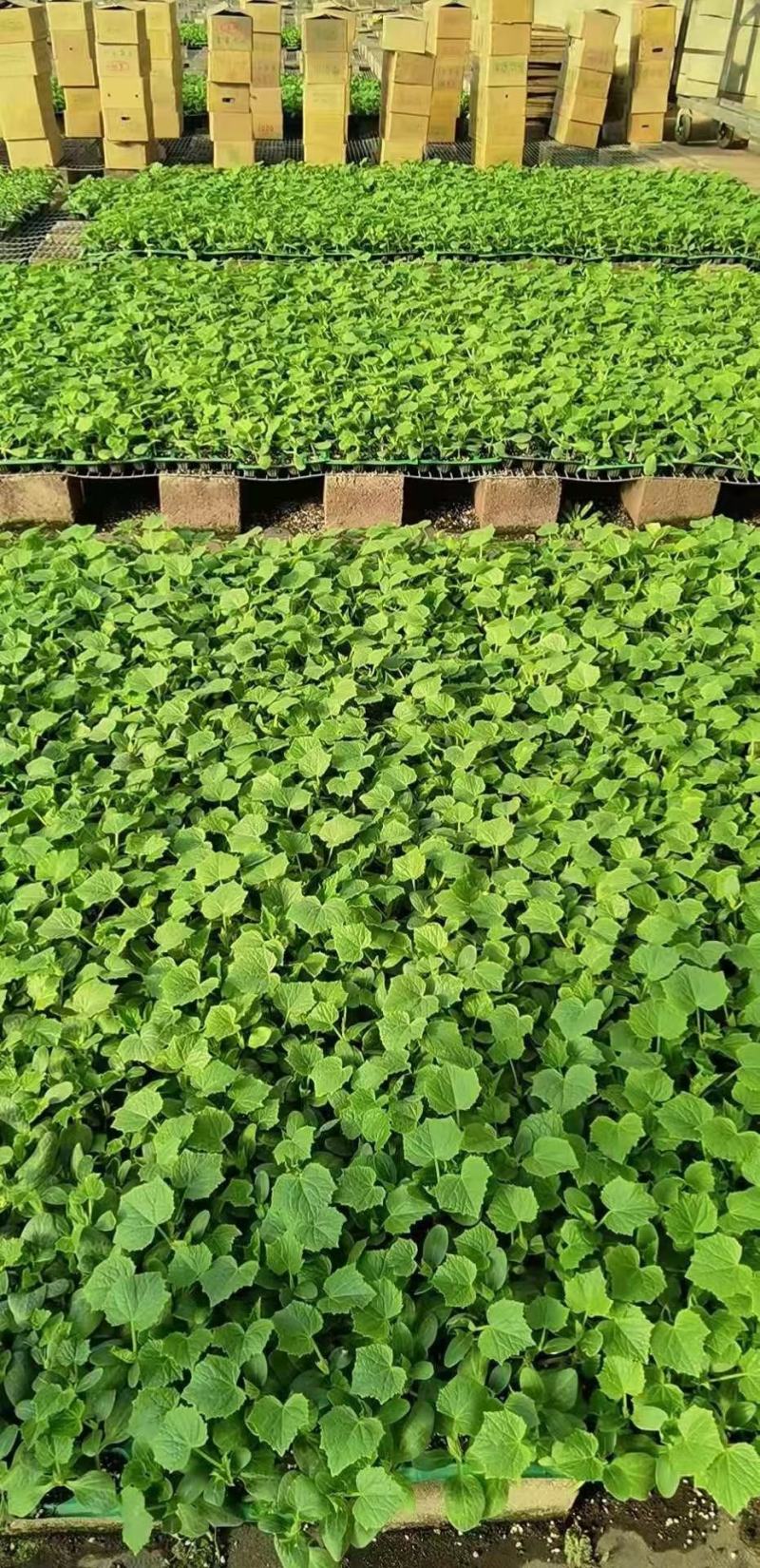嫁接旱黄各种大棚蔬菜苗支持预订主打质量颗颗精品