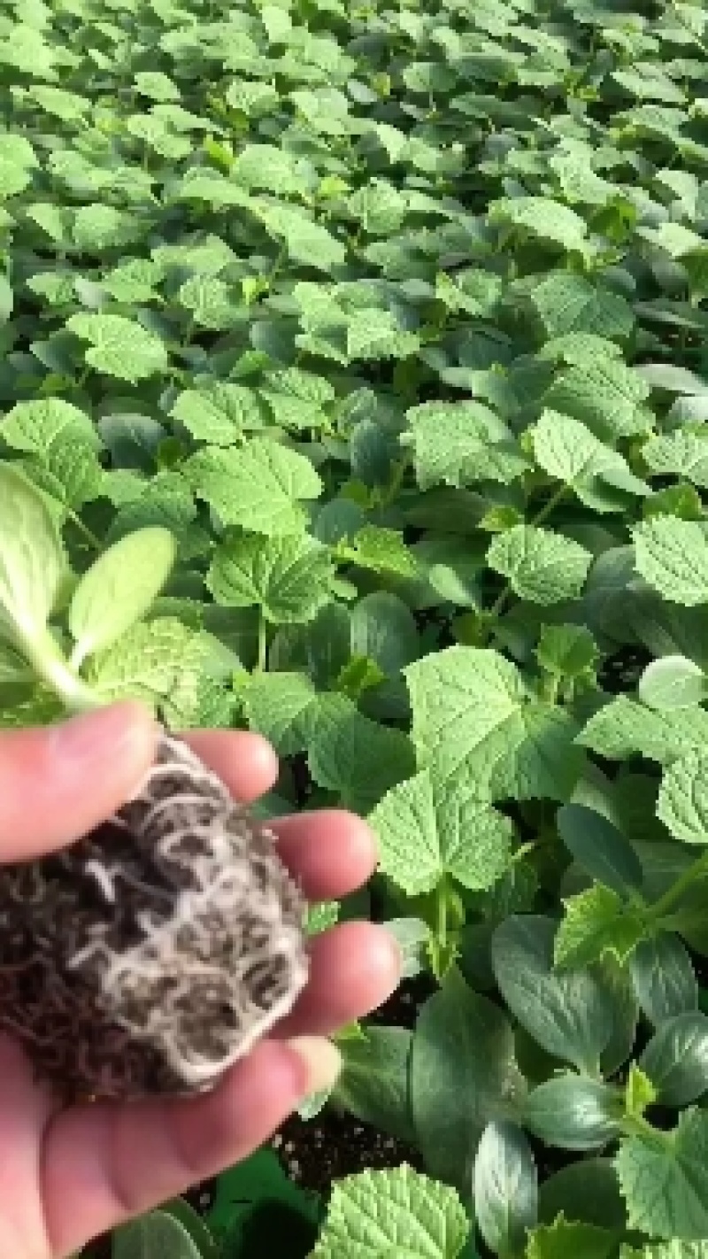 嫁接旱黄各种大棚蔬菜苗支持预订主打质量颗颗精品