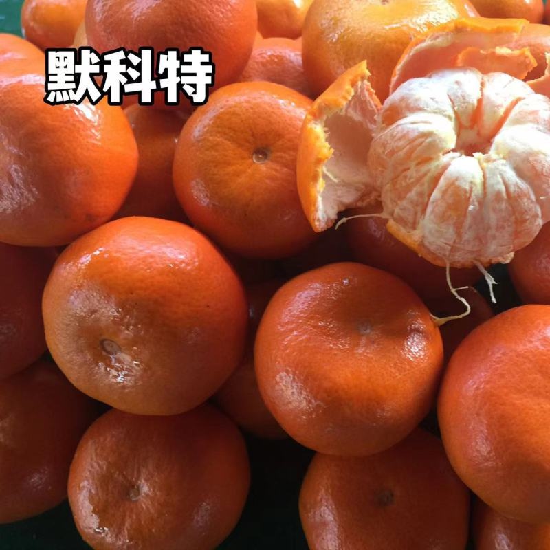默科特