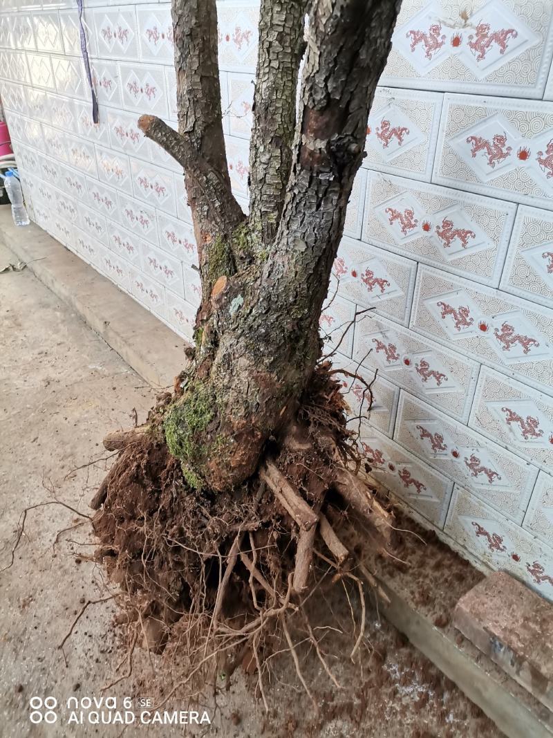 糖梨老桩盆景素材