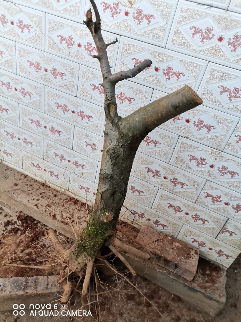 糖梨老桩盆景素材
