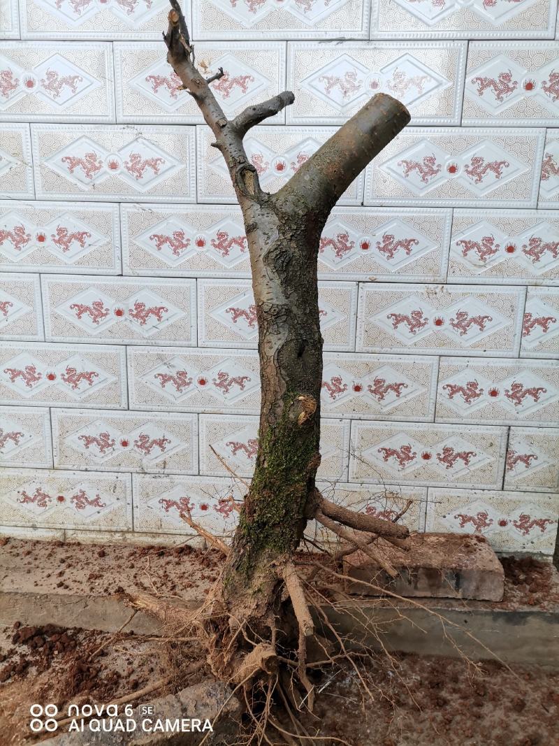糖梨老桩盆景素材