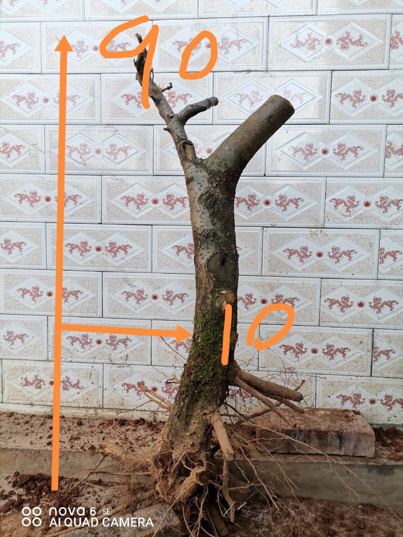 糖梨老桩盆景素材