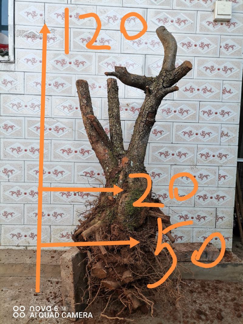 糖梨老桩盆景素材