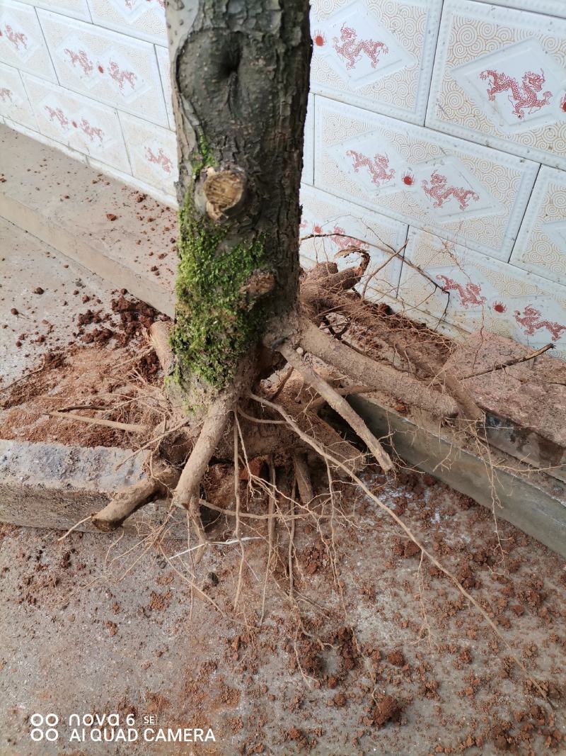 糖梨老桩盆景素材