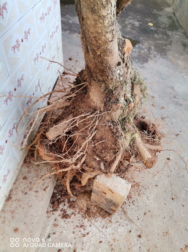 糖梨老桩盆景素材