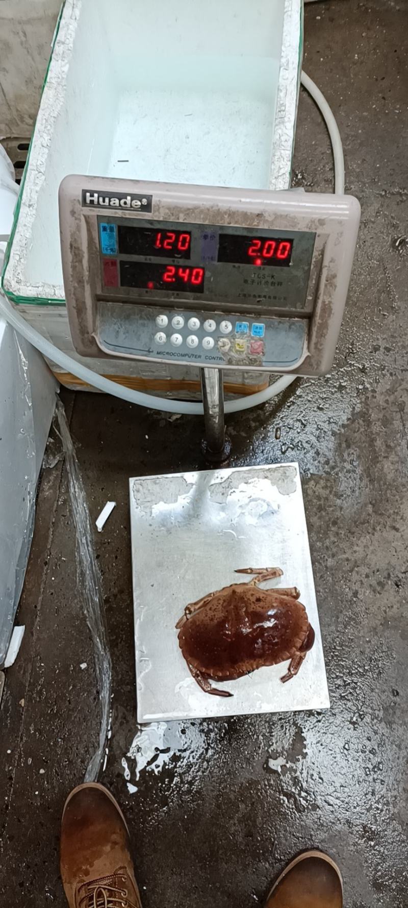 面包蟹，冰鲜鲜活黄道蟹，面包蟹，黄金蟹，靓货价格合适！