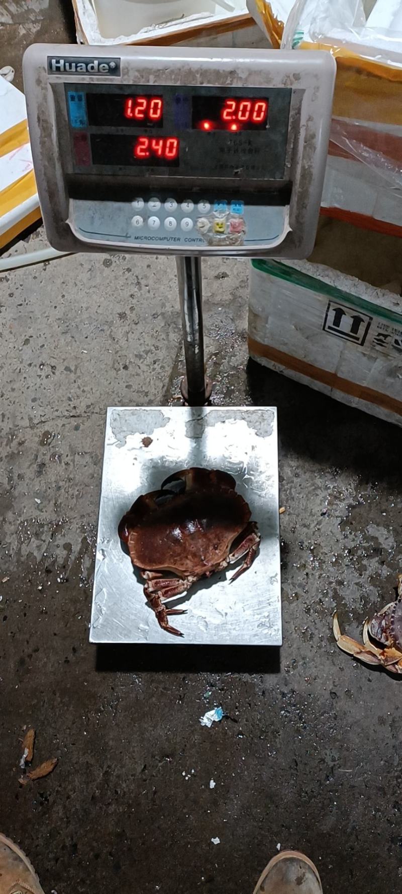 面包蟹，冰鲜鲜活黄道蟹，面包蟹，黄金蟹，靓货价格合适！